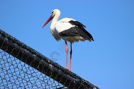 Stork (西锥体)图片
