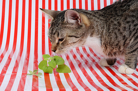 小猫和小猫咪灰色动物鼻子条纹草本药品芳香草本植物薄荷宠物图片