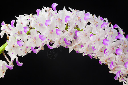 黑色的兰花植物花瓣生长荒野栽培美丽花园女士环境植物群图片