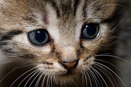 小可爱小猫哺乳动物眼睛毛皮野生动物小狗黑色宠物柔软度条纹胡须图片