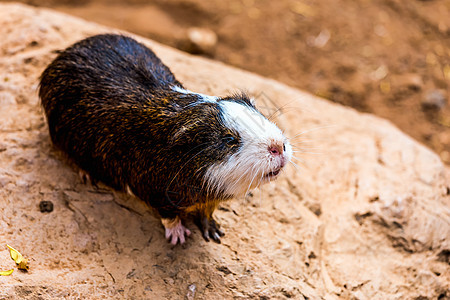 石头上的几内亚猪仓鼠宠物头发毛皮棕色豚鼠动物乐趣哺乳动物图片