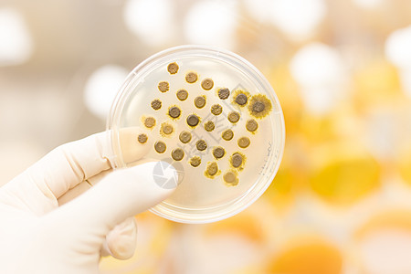 蘑菇长在阿加盘子上生物基因琼脂临床化学疾病微生物殖民地平板感染图片