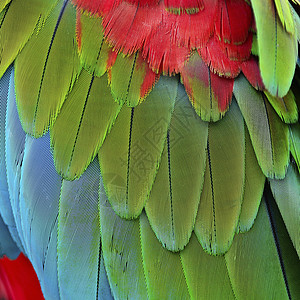各种颜色的羽毛绿翼马aw羽毛热带蓝色鹦鹉野生动物翅膀活力绿翅红色绿色背景