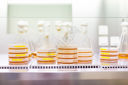 彼得利菜和埃伦梅尔酒馆科学手套琼脂基因锥形瓶药品微生物学生物细胞实验图片