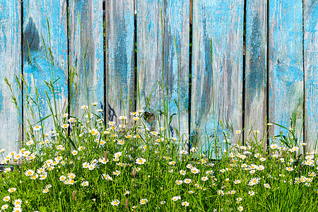 木围栏背景上的焦米菊花朵控制板鸭板栅栏洋甘菊硬木松树材料木头草地晴天图片