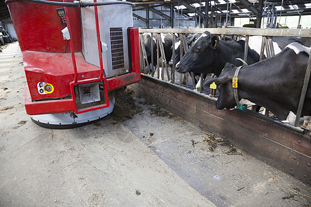 在稳定状态下等待喂养机器人食物的黑奶和白奶牛图片