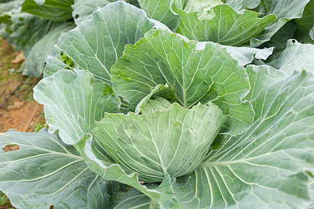 白菜蔬菜土壤绿色农业农村食物植物生长收成生产图片