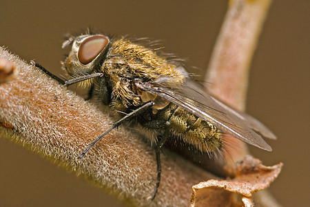 树枝中的棕色苍蝇眼睛头发宏观翅膀积分枝条荒野黄色昆虫白色图片