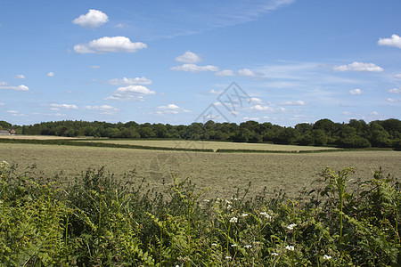 英国乡村 霍尔默格林 白金汉郡场地天空蓝色风景农业国家孩子小路农场孩子们图片