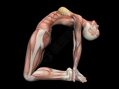 妇女解剖图3d插图女性生物学解剖学女士成人肌肉医疗科学肌腱图片