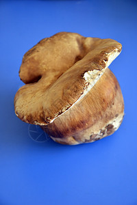 蓝色背景的蘑菇布片图片