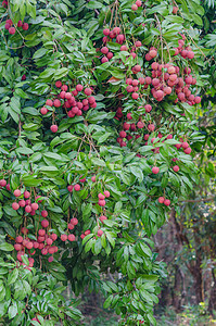 柳叶果绿色树叶荔枝果园水果红色植物食物营养粉色图片