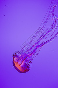 水母鱼器官运动猎物全世界触手海洋海蜇水蚤图片