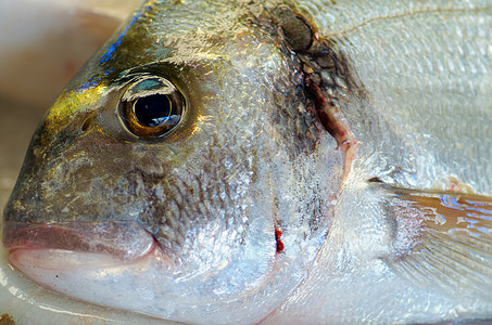 鱼眼生食黑色鱼尾明珠海鲜市场剑鱼美食家动物健康饮食图片