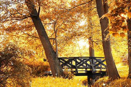 秋天风景闲暇公园小路金子民众反射森林季节树叶自由图片