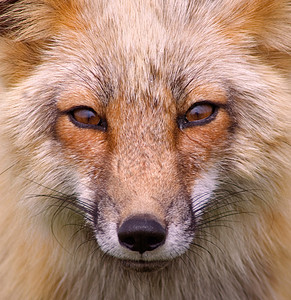 狐狸红狐荒野毛皮眼睛红色动物野生动物猎人脸部图片