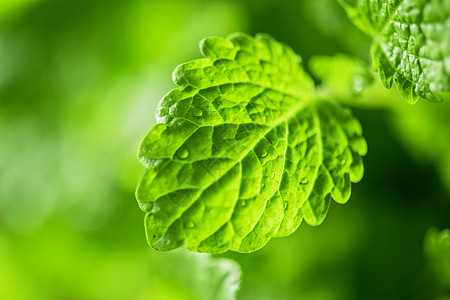 美利萨疗法宏观食物香料薄荷香脂叶子芳香草本植物柠檬图片