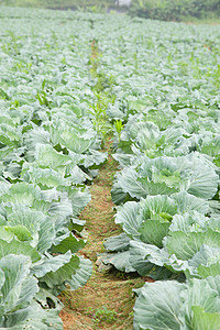 农业卷心菜乡村食物农场绿色农田收成花园蔬菜农村场地图片