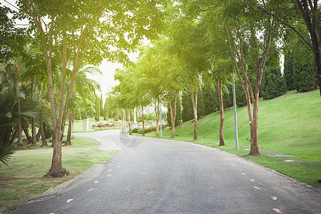 清空的弯曲道路和天然树图片