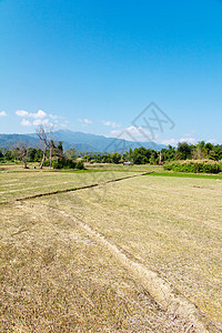 水田山脊田园庄稼棕色园艺主食农场面包园景栽培风光背景图片