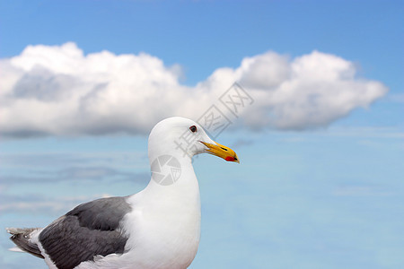 蓝色天空下美丽的白海鸥图片