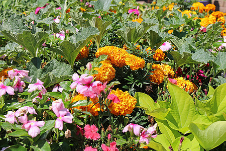 鲜花和蔬菜花园香料植物学洒水器食物莴苣长叶后院草本植物营养厨房图片