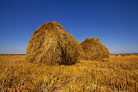 农业植物收获圆圈乡村天空农场小麦风景耕地稻草图片