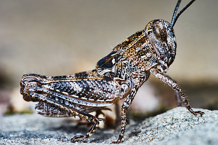 小型蝗虫幼虫农作物生物害虫天线昆虫学食物花园捕食者宏观收成图片