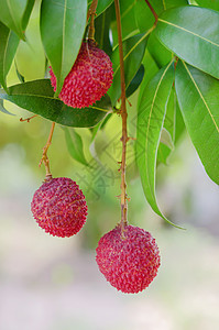 柳叶果粉色食物植物皮肤绿色饮食红色热带果园树叶图片