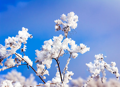 秋叶雪霜灌木树枝作为背景天空上的集束的岩浆霜景观烘烤餐具饮食面包牛奶小麦风景桌布家庭背景