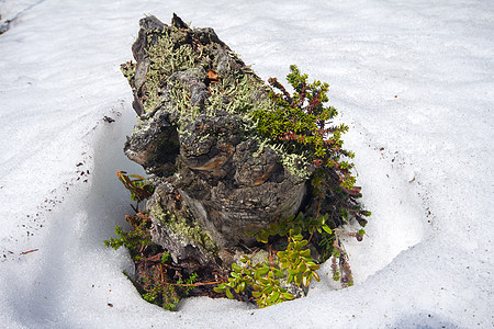 苔原的融化泉源植物群风景阳光苔藓小岛障碍环境天气植物漂移图片