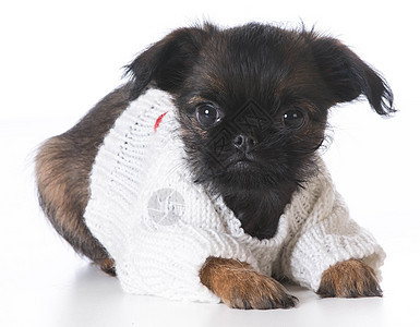可爱的小狗犬类外套工作室动物快乐白色黑色宠物毛衣棕褐色图片