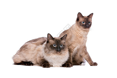 几只拉格多猫家畜朋友们猫科白色工作室哺乳动物脊椎动物动物布娃娃夫妻图片