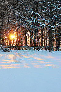 雪地树之间明亮的橙色日落图片