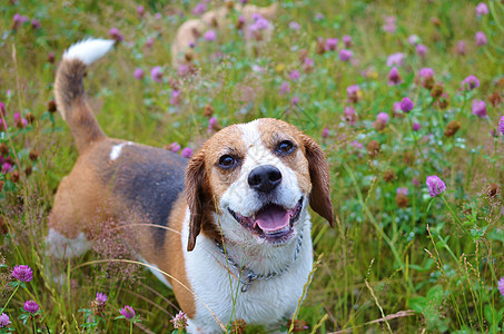 贝格尔微笑摄影英语猎犬播种机图片