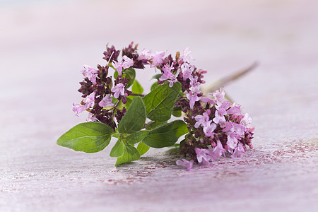 树枝植物学芳香叶子花园枝条烹饪蔬菜草本植物美食措施图片