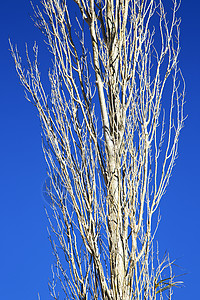 死在摩洛科非洲冬天的天空中木头孤独老化死亡生活蓝色季节晴天侵蚀气候图片