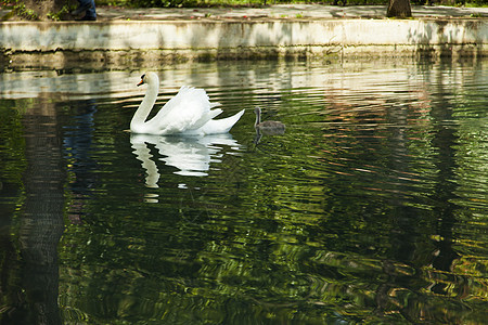 池塘中的天鹅野生动物蓝色优美荒野场景反射动物羽毛脖子游泳图片