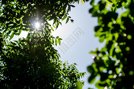 阳光照耀在树上耀斑天气绿色环境天空太阳叶子刷子蓝色热带图片
