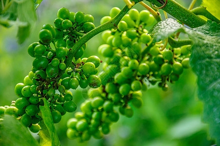 灌木丛上的新绿葡萄葡萄园植物晴天酿酒酒厂生长阳光叶子藤蔓场景图片