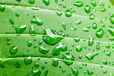 绿叶宏观背景下的水滴反射光合作用插图气泡墙纸叶子液体生态植物群环境图片