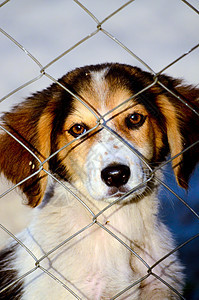 可爱的流浪狗金属救援朋友悲哀地面围栏流浪哺乳动物街道悲伤图片