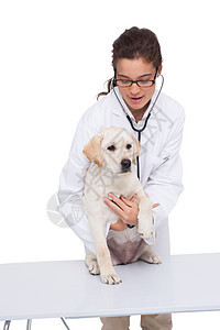 兽医在用听诊器检查狗时做检查医疗犬类女性动物绷带宠物家畜专家工作小狗图片
