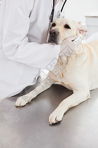 兽医检查可爱的拉布拉多人工作女士家畜医务室考试医疗专家动物微笑女性图片