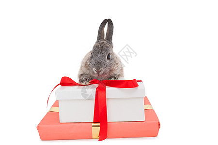 兔兔坐在粉红礼物盒后面图片