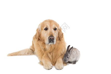 配有金色寻金器的可爱毛灰兔兔子灰色家畜宠物犬类图片