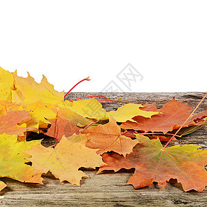 秋天的枫叶上惠特孤立框架边界植物森林植物学正方形橙子金子团体植物群图片