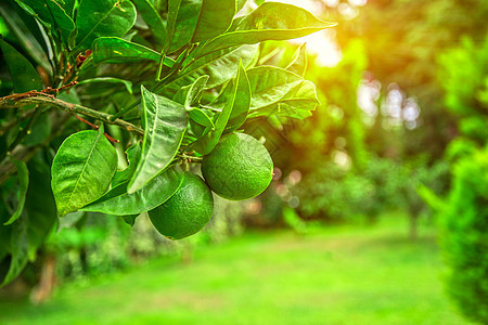 利梅树果园食物钥匙农业柠檬果汁水果农场青柠植物图片