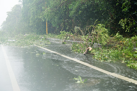 台风期间在路上的Debri森林风暴树木绿色障碍街道飓风树干损害路障图片