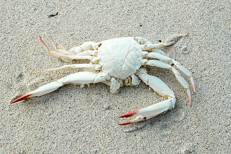 沙沙滩上的死白蟹图片